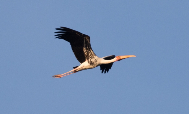 Aasianiibishaikara Mycteria leucocephala Painted Stork