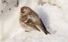 Urpiainen Carduelis flammea Common Redpoll 2cy