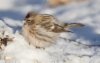 Urpiainen Carduelis flammia Common Redpoll