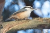 Pähkinänakkeli Sitta europaea europaea European Nuthatch female