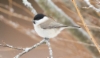 Viitatiainen Poecile palustris Marsh Tit