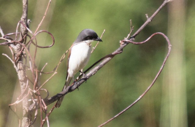 Burmanpikkulepinkäinen Lanius colluroides Burmese Shrike male