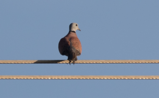 Pikkuturturikyyhky Streptopelia tranquebarica Red Turtle Dove male