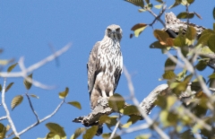 Jalokotka Spizaetus cirrhatus Changeable Hawk-eagle adult