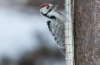 Valkoselkätikka Dendrocopos leucotos White-backed Woodpecker male