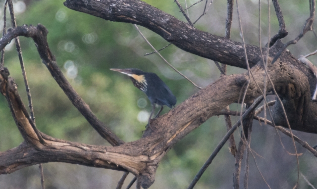 Mustapikkuhaikara Dupetor flavicollis Black Bittern