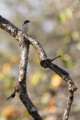 Burmanpikkulepinkäinen Lanius colluroides Burmese Shrike male