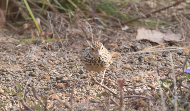 Indokiinanpensaskiuru Mirafra marionae Indochinese Bushlark