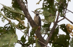 Aasiankirjotikka Dendrocopos (macei) analis longipennis Freckle-breasted Woodpecker (Fulvous-breasted) female