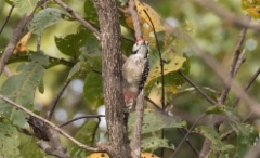 Aasiankirjotikka Dendrocopos (macei) analis longipennis Freckle-breasted (Fulvous-b) Woodpecker male