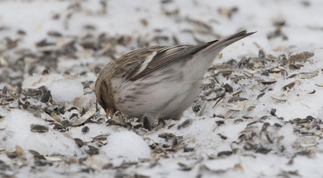 Tundraurpiainen Carduelis hornemanni exilipes Arctic Redpoll