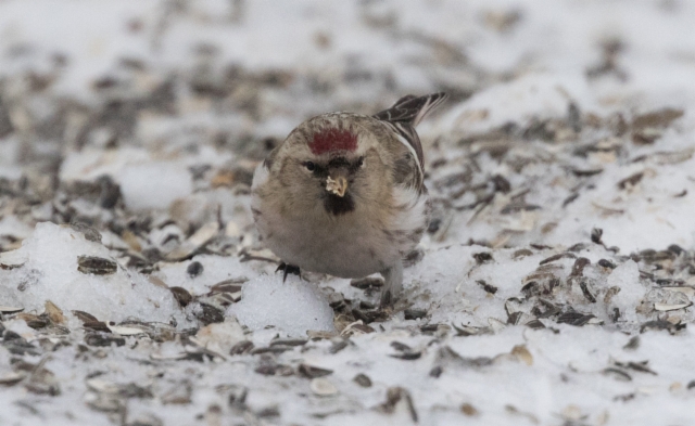 Tundraurpiainen Carduelis hornemanni exilipes Arctic Redpoll