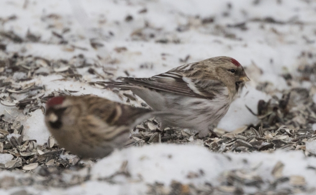 Tundraurpiainen Carduelis hornemanni exilipes Arctic Redpoll