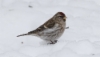 Urpiainen Carduelis flammea Common Redpoll