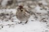 Urpiainen Carduelis flammea Common Redpoll