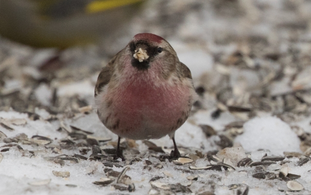 Urpiainen Carduelis flammea Common Redpoll