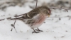 Urpiainen Carduelis flammea Common Redpoll