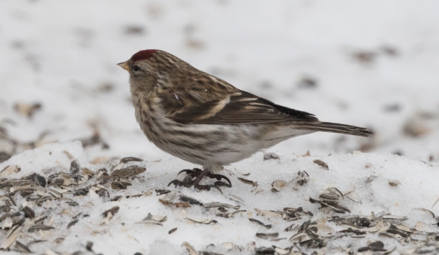 Urpiainen Carduelis flammea Common Redpoll