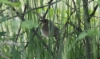 Ohotansirkkalintu Locustella ochotensis Middendorff´s Warbler