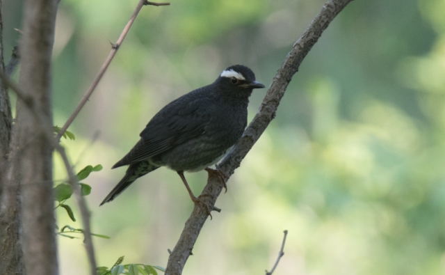 Siperianrastas Zoothera sibirica Siberian Thrush male