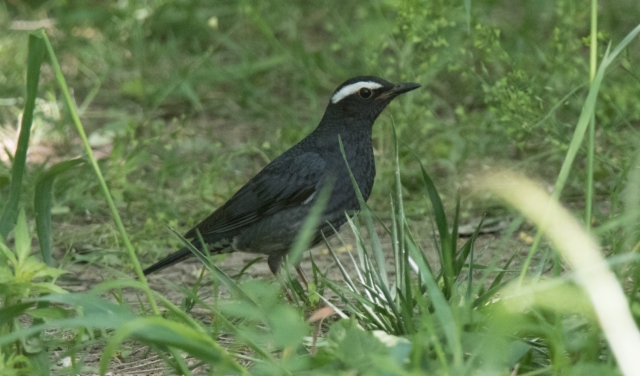 Siperianrastas Zoothera sibirica Siberian Thrush male