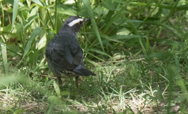 Siperianrastas Zoothera sibirica Siberian Thrush male