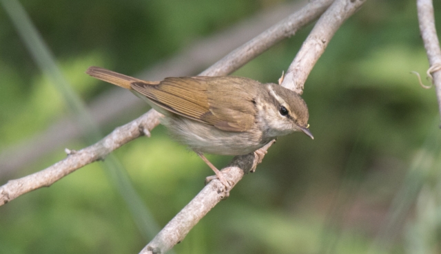 Ussurinuunilintu Phylloscopus tenellipes Pale-legged Leaf Warbler