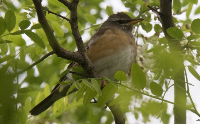 Harmaakurkkurastas Turdus obscurus Eyebrowed Thrush