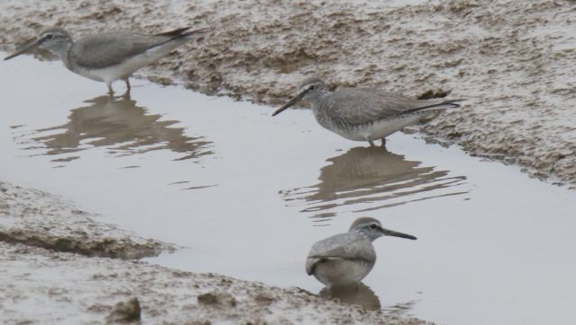 Erakkoviklo Tringa brevipes Grey-tailed Tattler