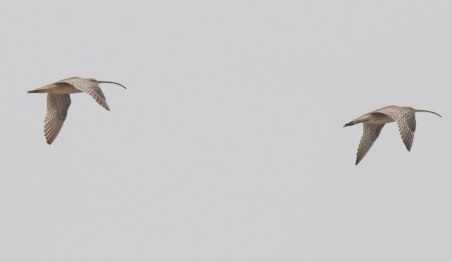 Ohotankuovi Numenius madagascariensis Far eastern Curlew