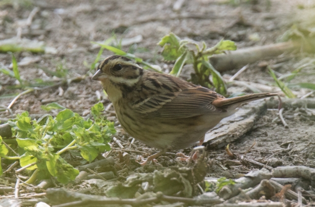 Mantsuriansirkku Emberiza tristrami Tristram´s Bunting +1cy female