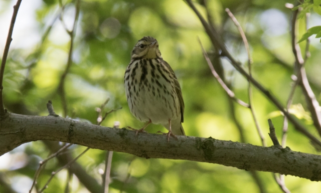 Taigakirvinen Anthus hodgsoni Olive-backed Pipit +1cy