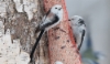 Pyrstötiainen Aegithalos caudatus Long-tailed Tit