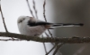 Pyrstötiainen Aegithalos caudatus Long-tailed Tit