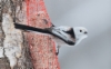 Pyrstötiainen Aegithalos caudatus Long-tailed Tit