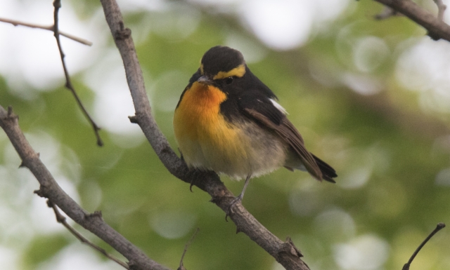 Narsissisieppo Ficedula narcissina Narcissus Flycatcher 2 cy male