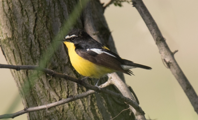 Keltasieppo Ficedula zanthopygia Yellow-rumped Flycatcher 2cy male