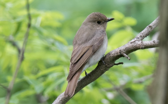 Sinikaapusieppo Cyanoptila cyanomelana Blue-and-white Flycatcher female