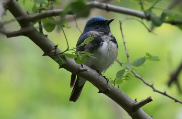 Sinikaapusieppo Cyanoptila cyanomelana Blue-and-white Flycatcher male