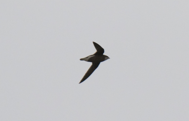 Piikkipyrstökiitäjä Hirundapus caudacutus White-throated Needletail