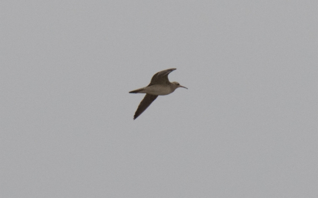 Taigakuovi Numenius minutus Little Curlew