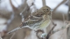 Keltasirkku Emberiza citrinella Yellowhammer female (probably 2cy)