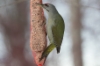 Harmaapäätikka Picus canus Grey-headed Woodpecker 2cy male