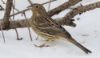 Keltasirkku Emberiza citrinella Yellowhammer 2cy female