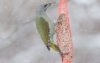 Harmaapäätikka Picus canus Grey-headed Woodpecker +2cy female