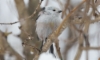 Pyrstötiainen Aegithalos caudatus Long-tailed Tit 