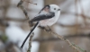 Pyrstötiainen Aegithalos caudatus Long-tailed Tit 