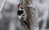 Valkoselkätikka Dendrocopos leucotos White-backed Woodpecker male