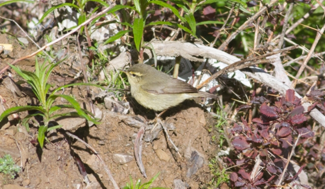 (Ylänköuunilintu) Phylloscopus occisinensis Alpine Leaf Warbler