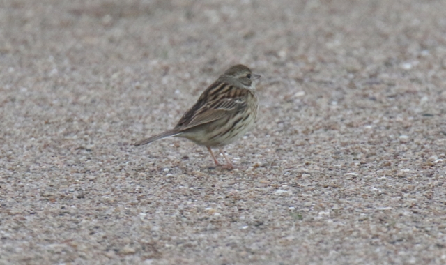 Harmaapääsirkku Emberiza spodocephala Black-faced Bunting +1cy female